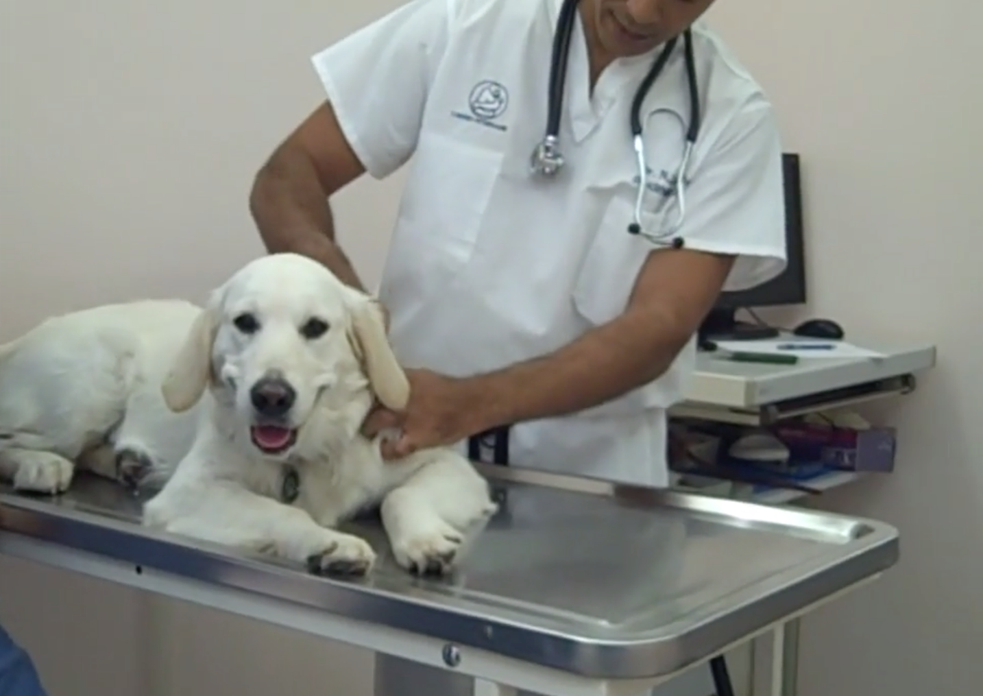  Cabinet Vétérinaire International,Geneva Veterinarian, veterinarian Geneva