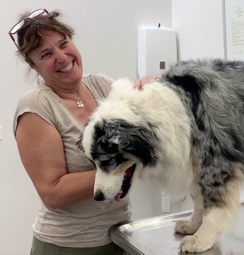  vétérinaire Mies, vétérinaire Genève, vétérinaire Nyon, vétérinaire Versoix, vétérinaire Commugny