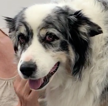  vétérinaire Mies, vétérinaire Genève, vétérinaire Nyon, vétérinaire Versoix, vétérinaire Commugny